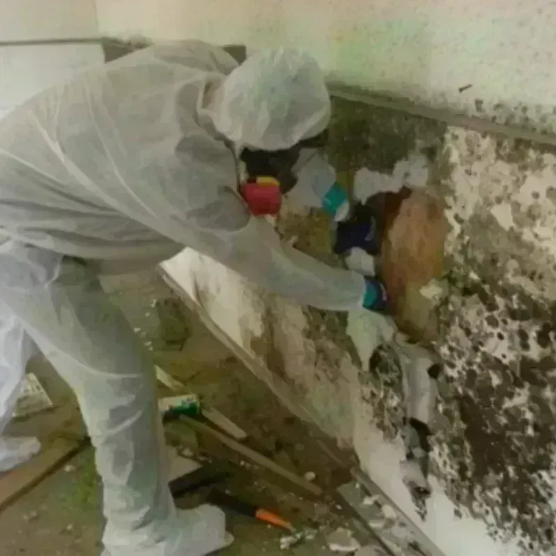 Mold Remediation and Removal in Princess Anne, MD